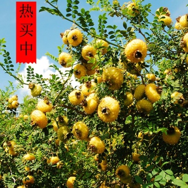 刺梨金刺梨新鲜刺梨野生刺梨刺梨鲜果