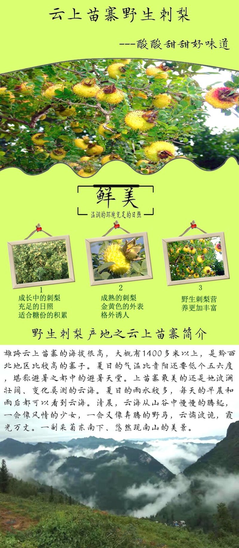 刺梨金刺梨新鲜刺梨野生刺梨刺梨鲜果