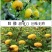 刺梨金刺梨新鲜刺梨野生刺梨刺梨鲜果