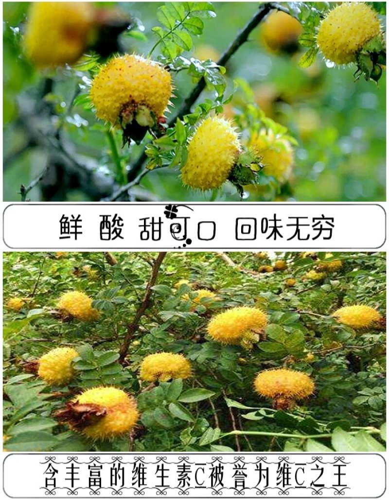 刺梨金刺梨新鲜刺梨野生刺梨刺梨鲜果