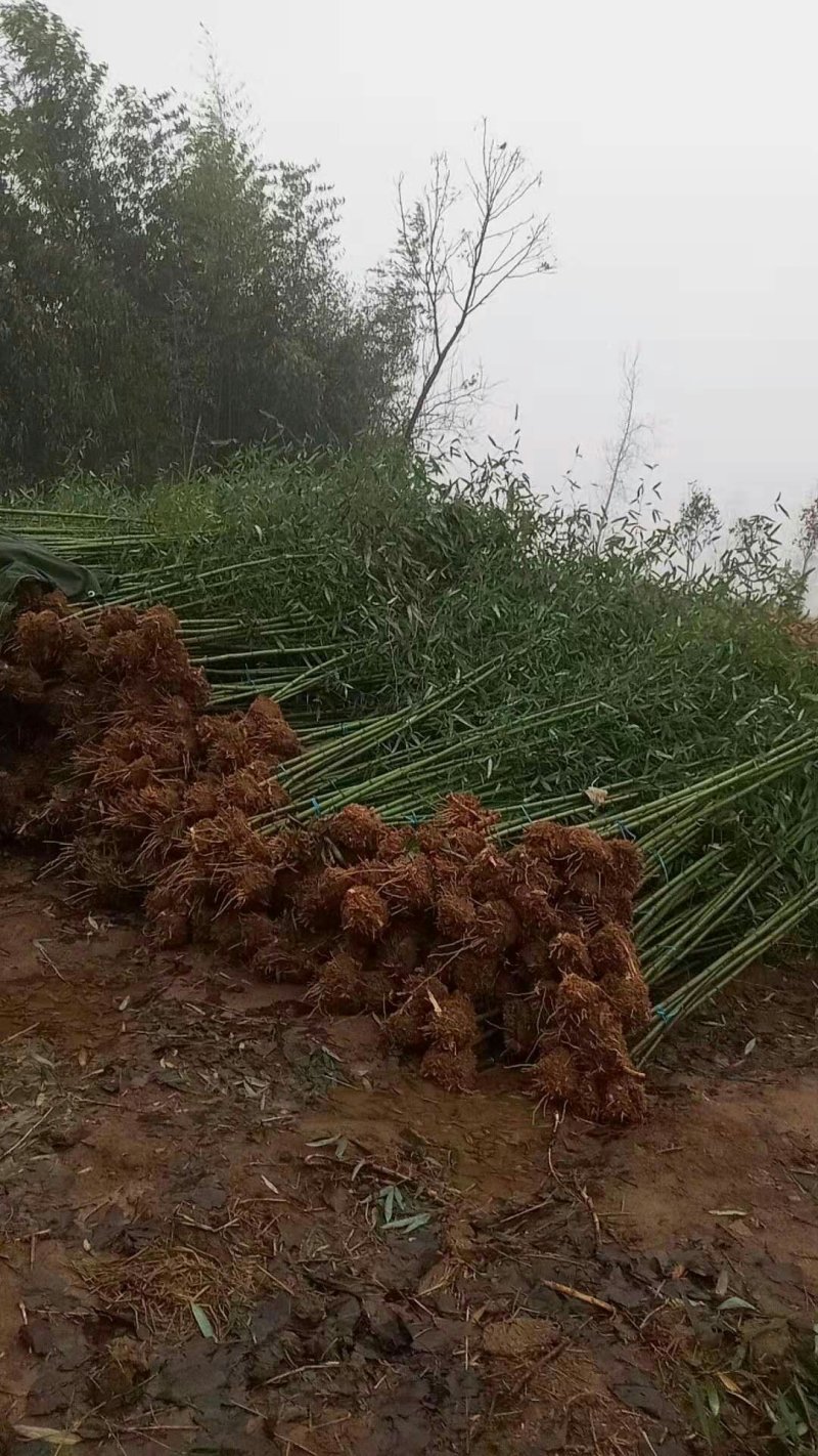 竹子苗南阳市桐柏县竹苗直销