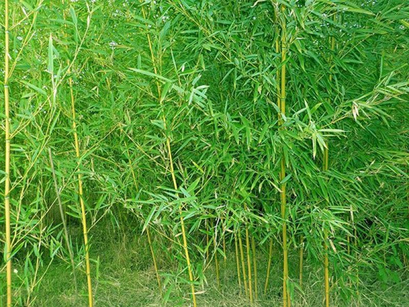 竹子苗南阳市桐柏县竹苗直销