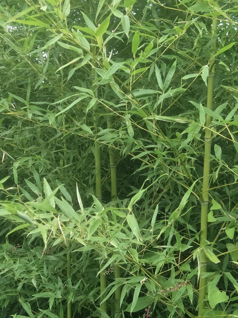竹子苗南阳市桐柏县竹苗直销