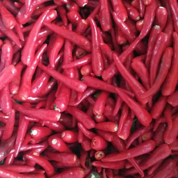 小米椒