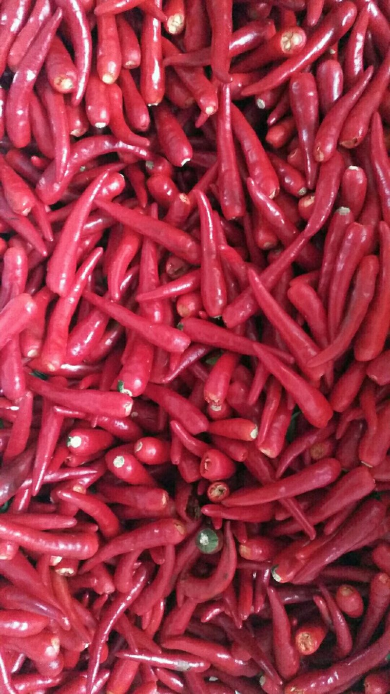 小米椒