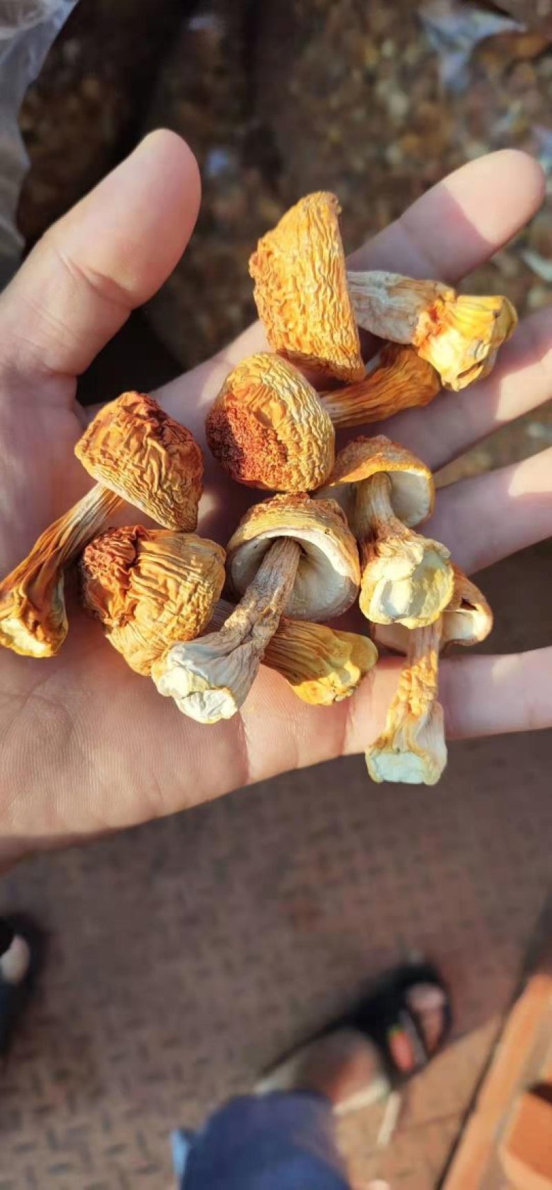 姬松茸2019年新货姬松茸量大从优