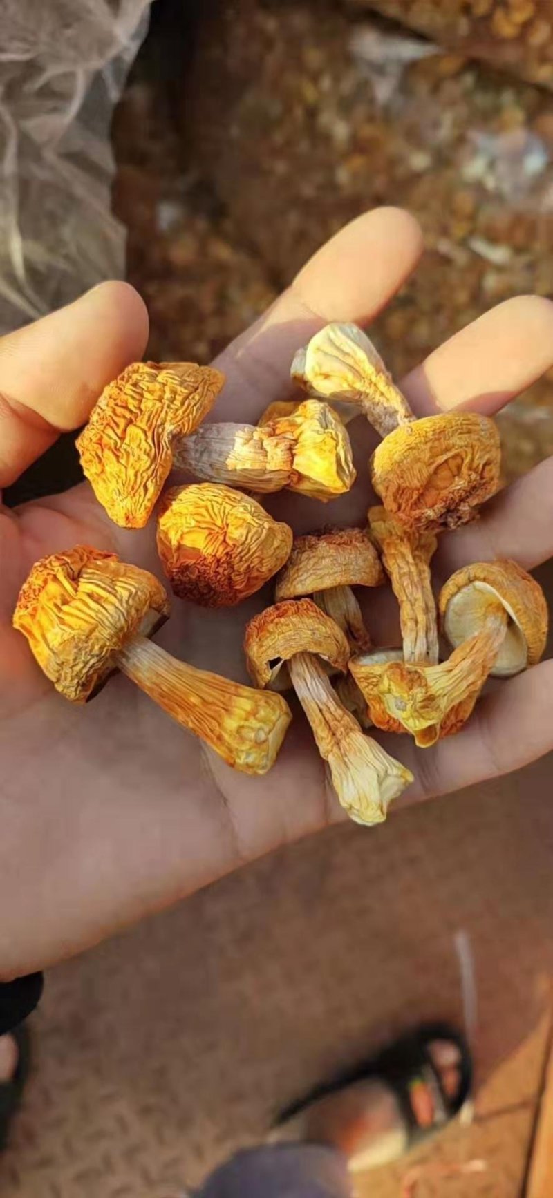 姬松茸2019年新货姬松茸量大从优