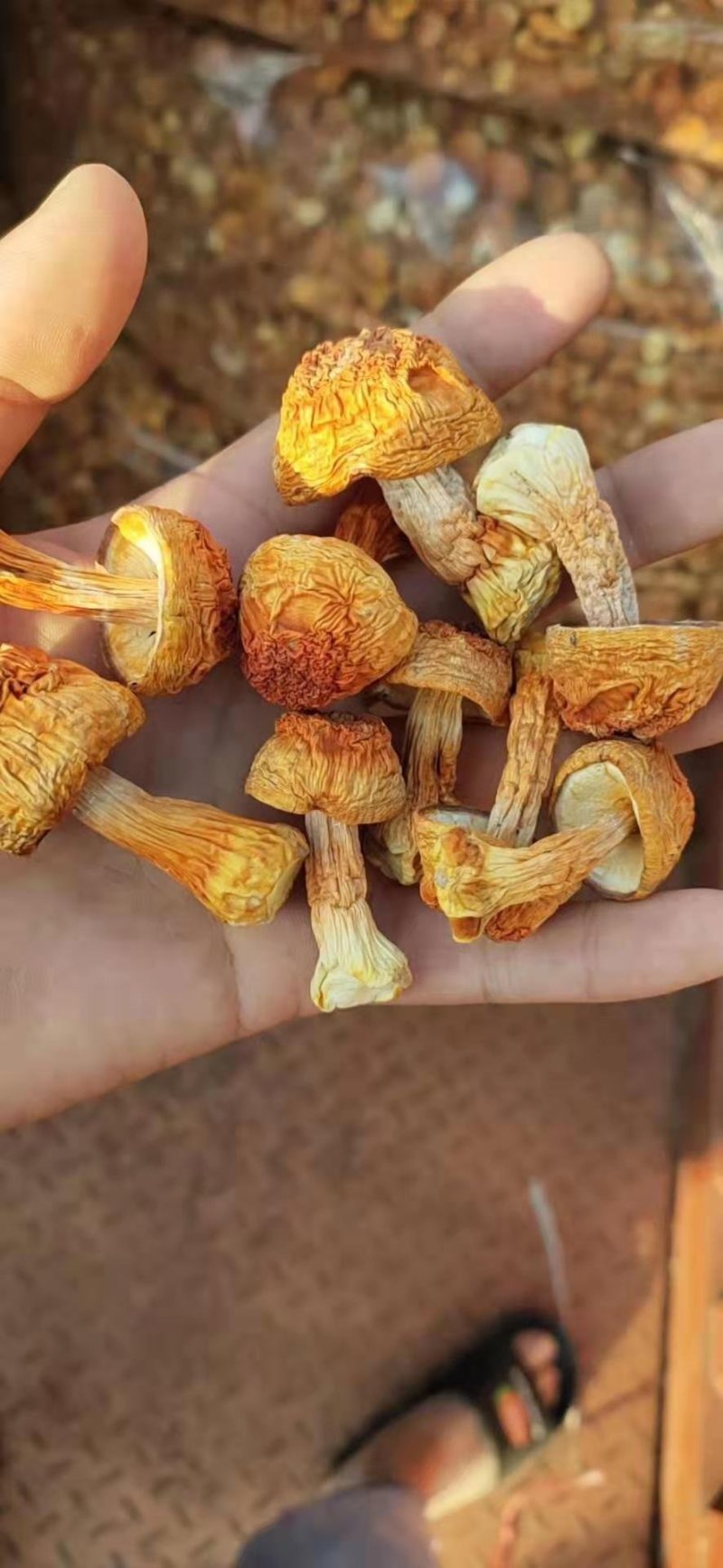 姬松茸2019年新货姬松茸量大从优