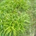 白芨苗大别山紫花三叉白芨苗直播小苗基地直供规格齐全