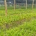 白芨苗大别山紫花三叉白芨苗直播小苗基地直供规格齐全