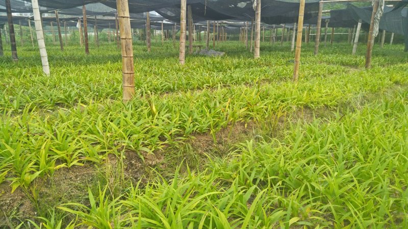 白芨苗大别山紫花三叉白芨苗直播小苗基地直供规格齐全