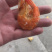 干虾