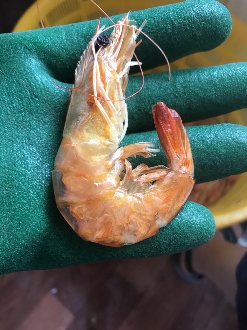 干虾