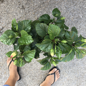 木槿