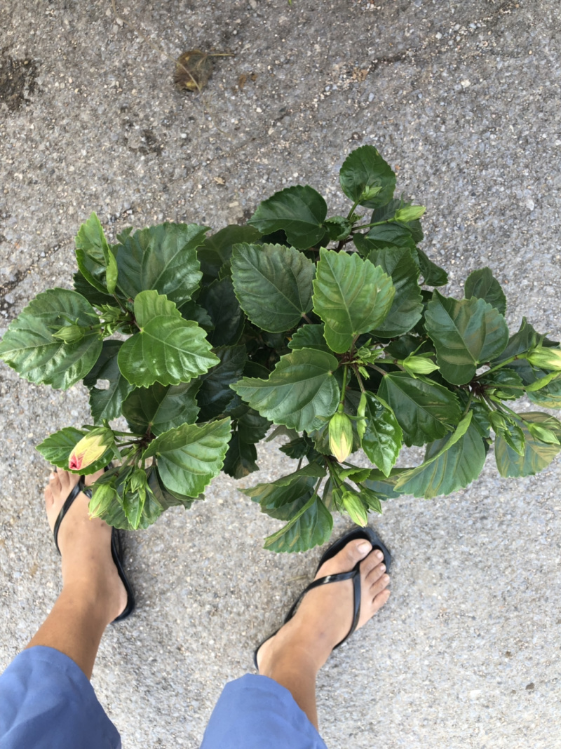 木槿