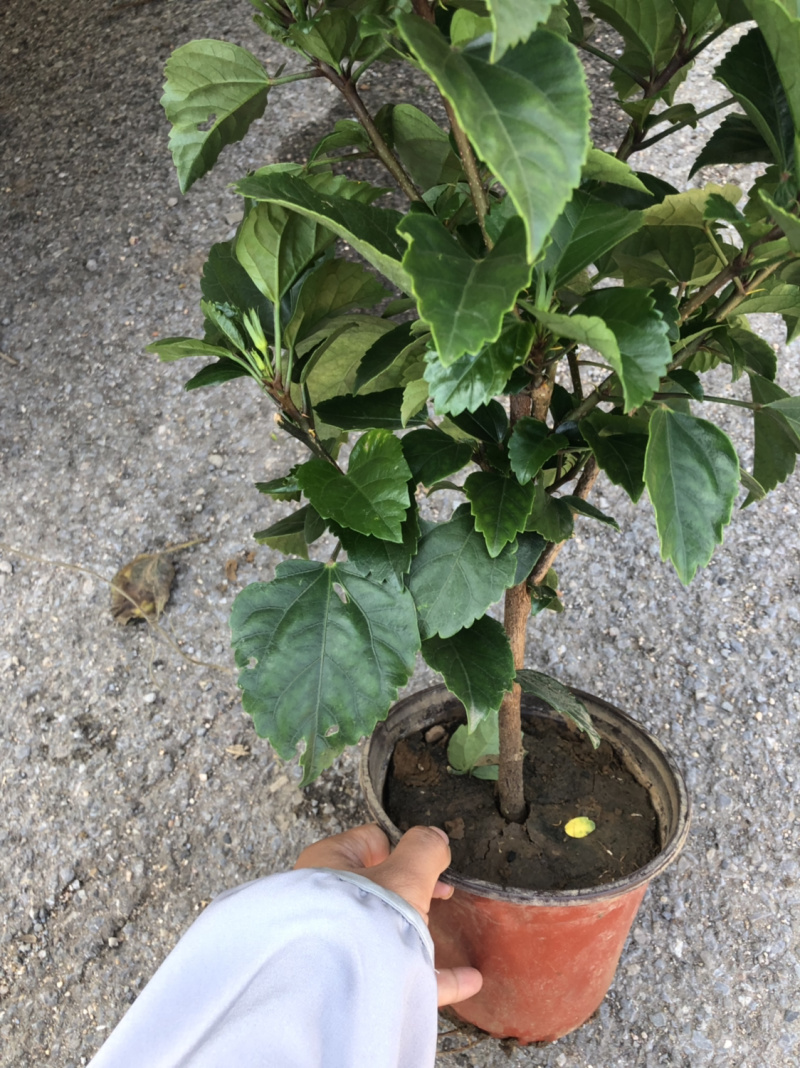 木槿