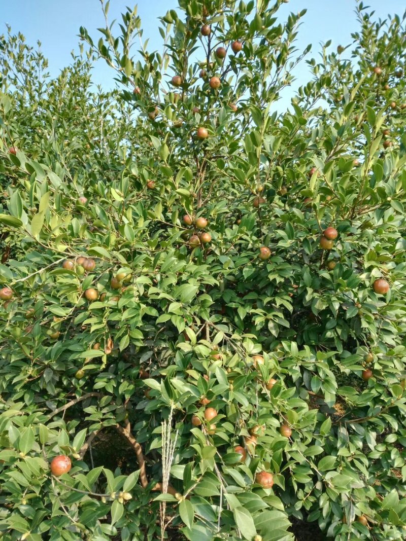 传统物理压榨山茶油