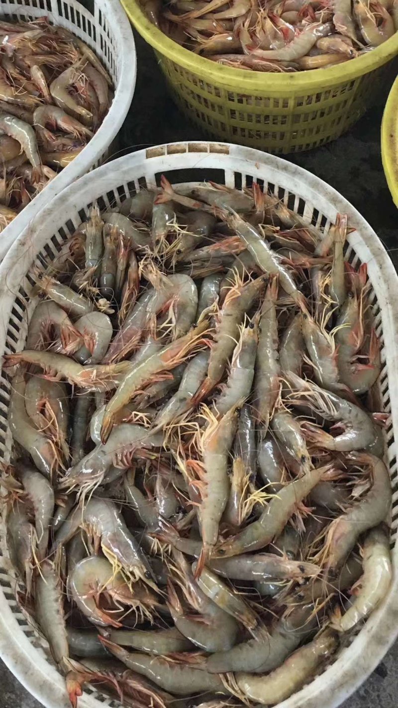 白虾，对虾。。。。。。。。。。。。。