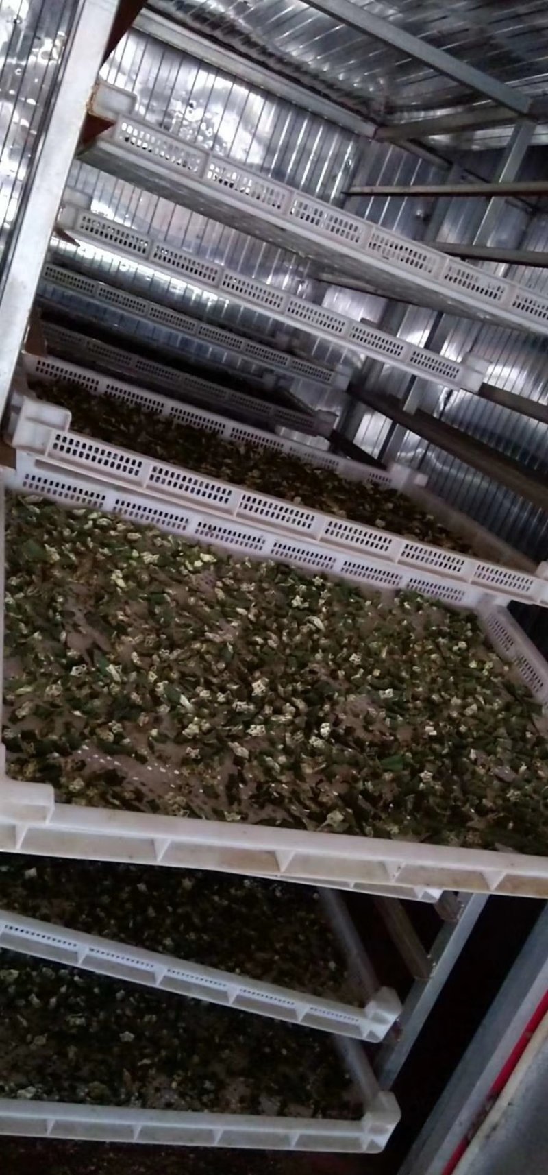 秋葵果干，秋葵干，泡茶，养胃