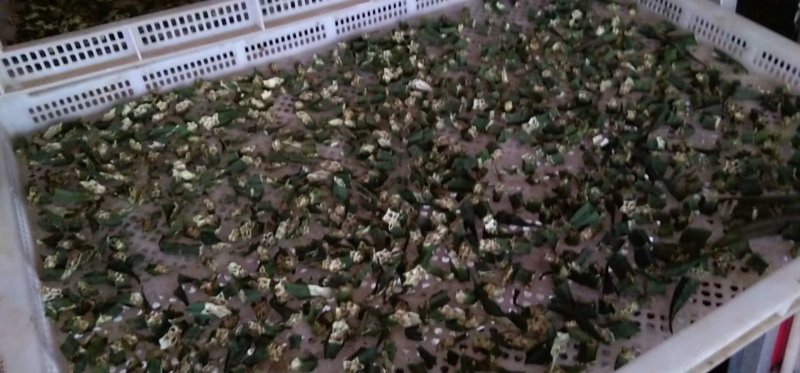秋葵果干，秋葵干，泡茶，养胃