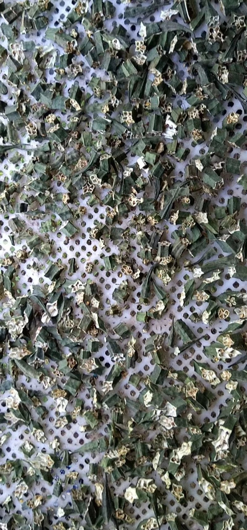 秋葵果干，秋葵干，泡茶，养胃