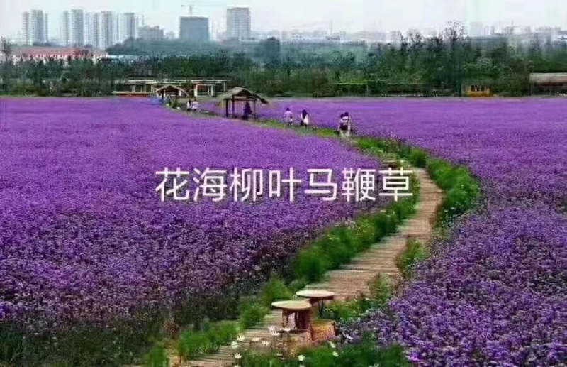 花卉组合种子花海种子野花组合种子草花组合种子景观耐寒四季