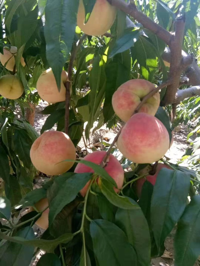 永莲蜜桃