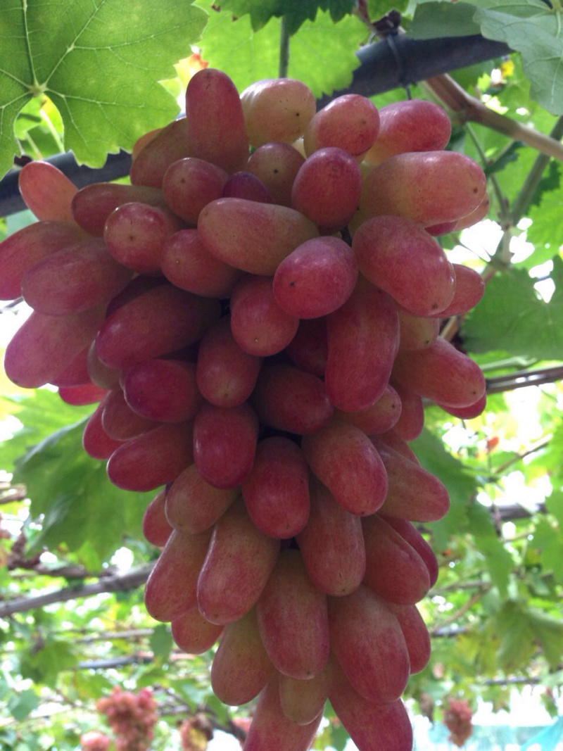 美人指