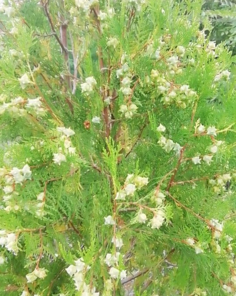 柏树籽