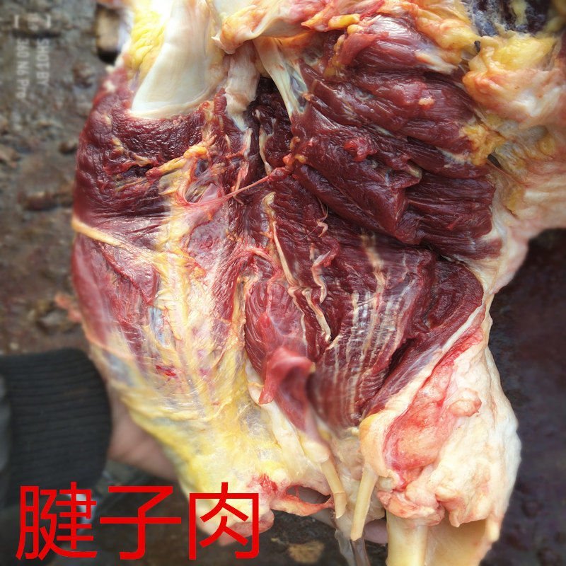 河北特产正宗散养新鲜现杀带皮不带皮马肉生马肉包邮