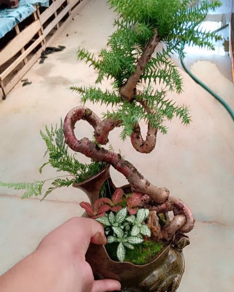 花卉盆景