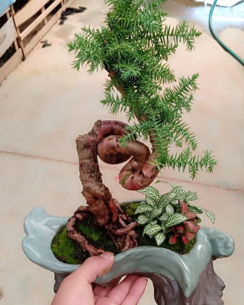花卉盆景