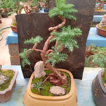 花卉盆景可视频订货，支持支持线上保障交易