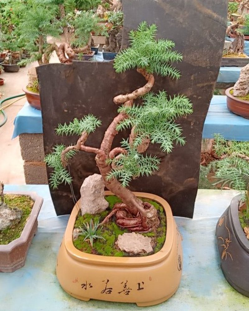 花卉盆景可视频订货，支持支持线上保障交易