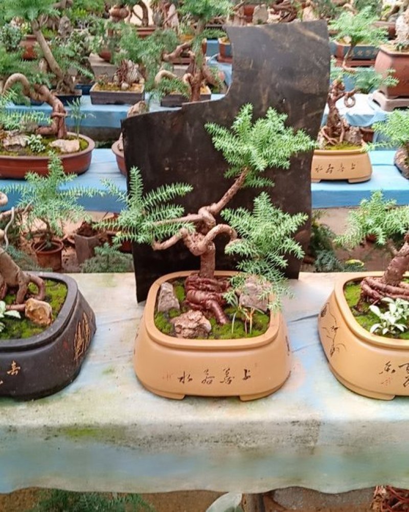 花卉盆景可视频订货，支持支持线上保障交易