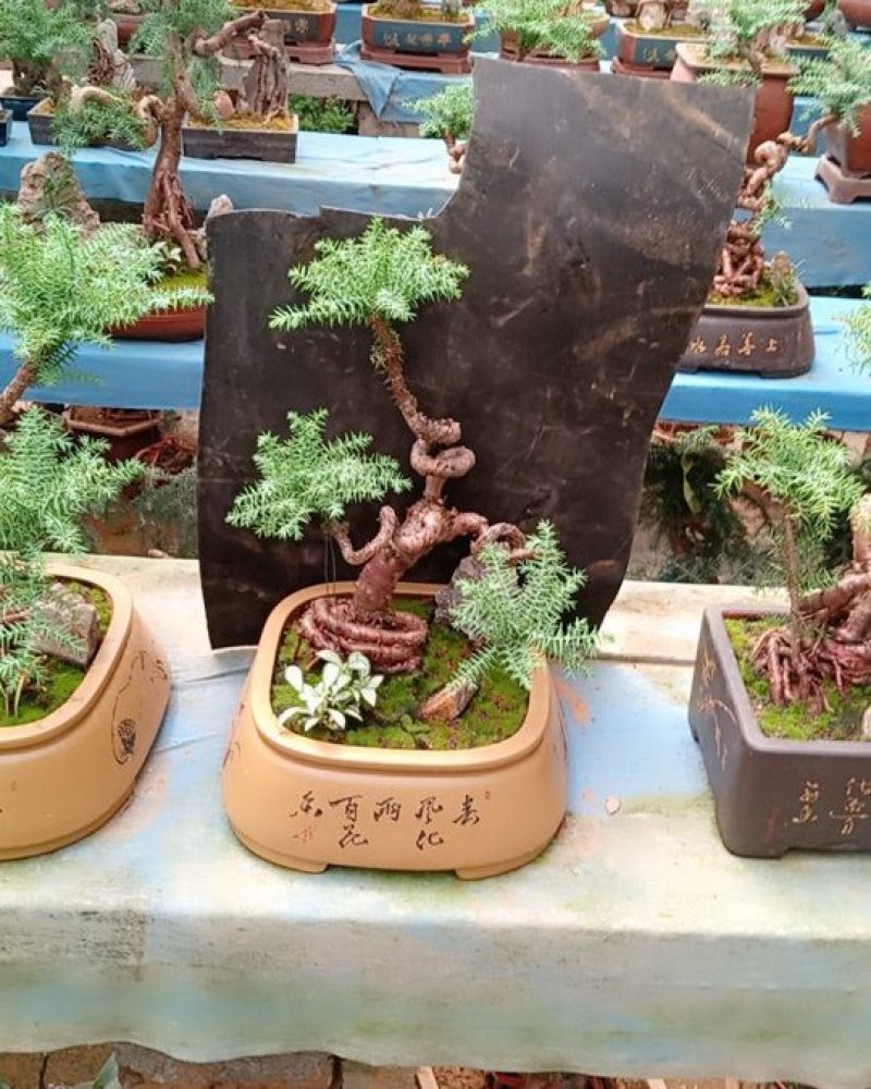 花卉盆景可视频订货，支持支持线上保障交易
