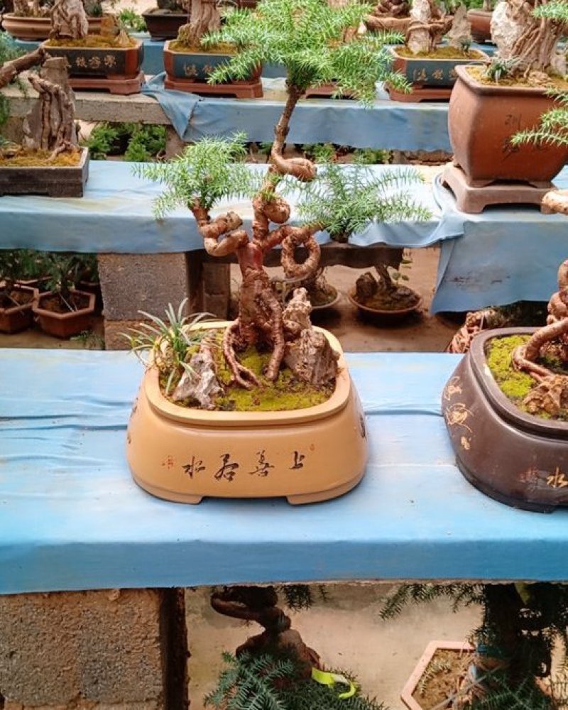 花卉盆景可视频订货，支持支持线上保障交易