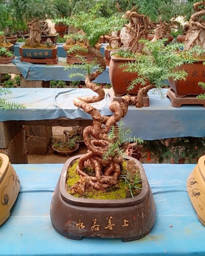 花卉盆景可视频订货，支持支持线上保障交易