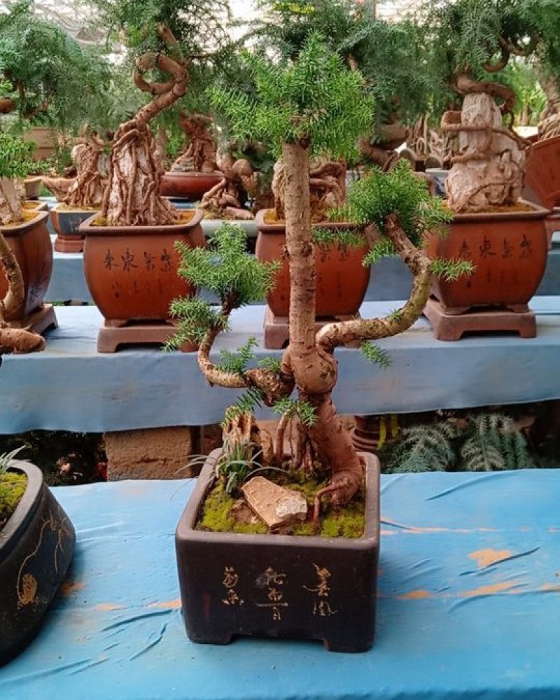 花卉盆景可视频订货，支持支持线上保障交易