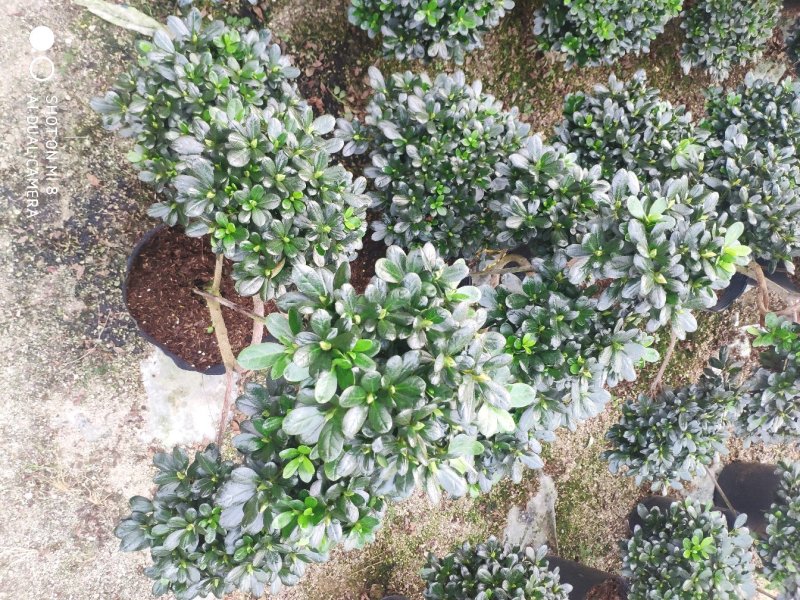 杜鹃游龙造型杜鹃