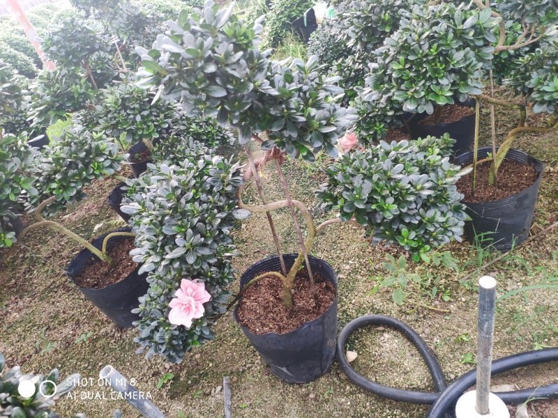 杜鹃游龙造型杜鹃