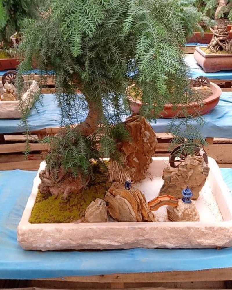 花卉盆景可视频定货支持线上保障交易