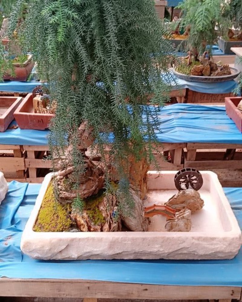 花卉盆景可视频定货支持线上保障交易