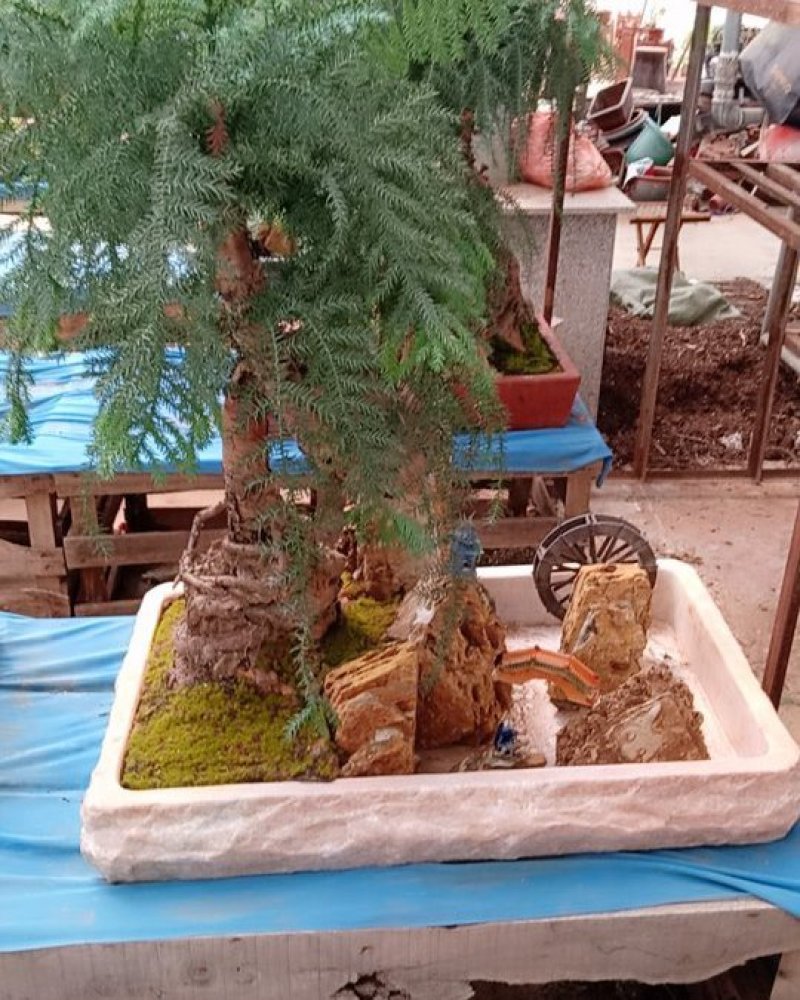 花卉盆景可视频定货支持线上保障交易