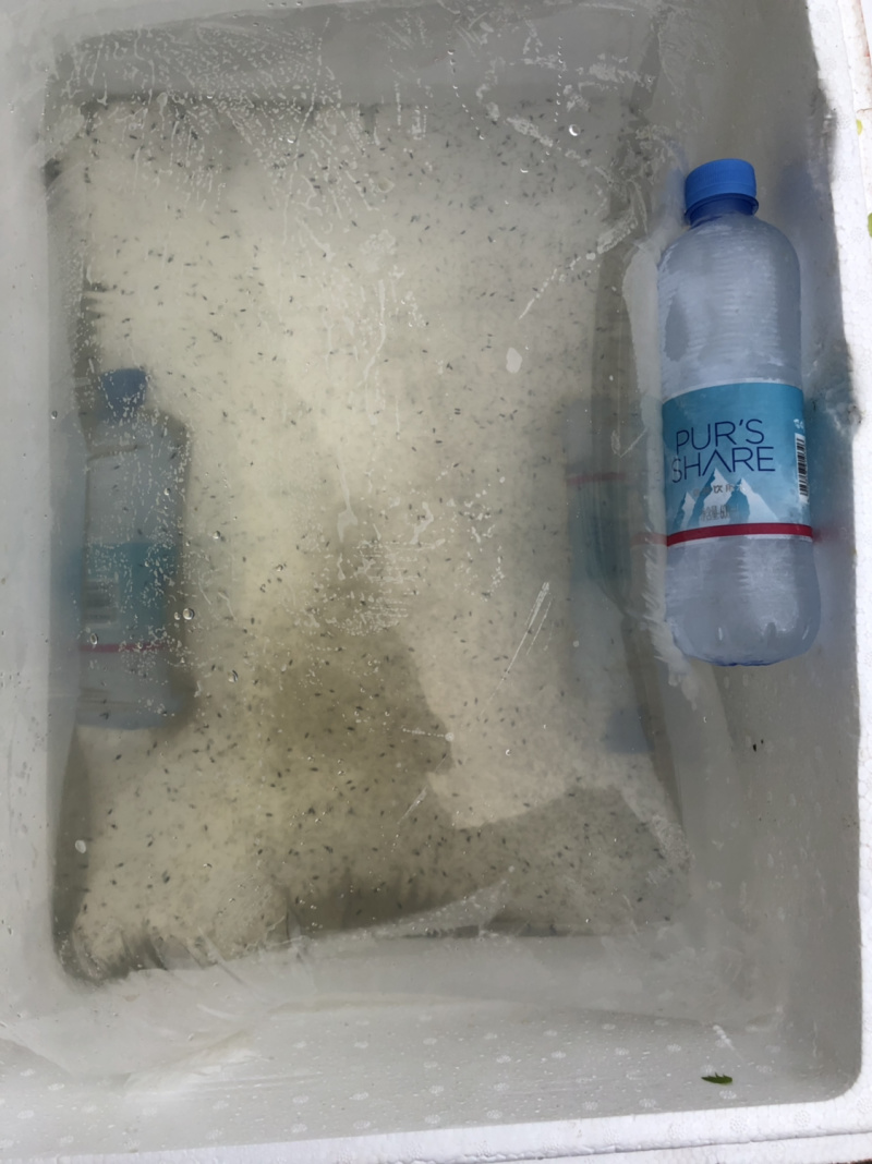 桂鱼苗桂花鱼苗鳜鱼苗