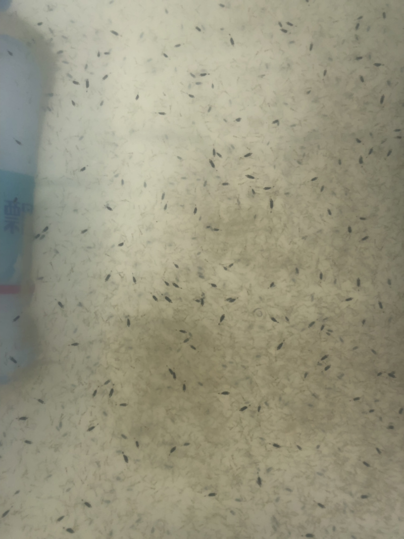 桂鱼苗桂花鱼苗鳜鱼苗