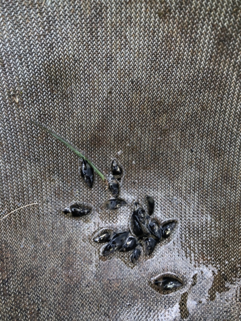 桂鱼苗桂花鱼苗鳜鱼苗