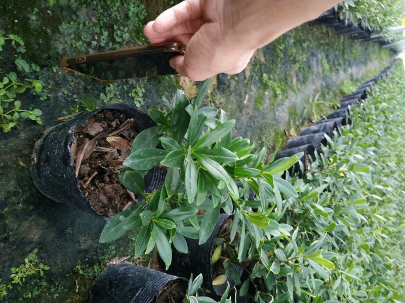 金边瑞香福建产地直销一手货源长期供应带花苞精挑细选精品苗