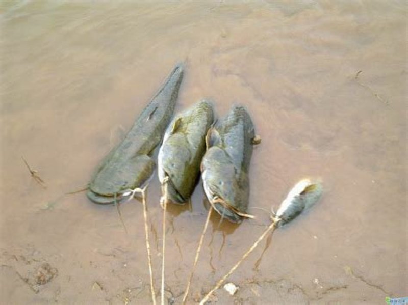 八胡鲶鱼