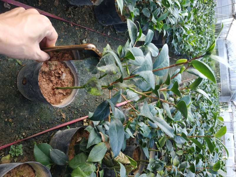 永福产地茶花赤丹香茶五色赤丹克瑞莫等品种长期供应一手货源